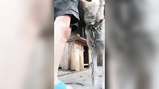农村小姑娘和大狗玩着玩着被大狗后入了