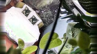 在绿油油的自然房苗条白嫩长发妹子_